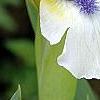 Iris 'Serenity Prayer', flowers