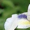 Iris 'Serenity Prayer', flowers