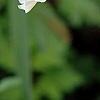 Iris 'Serenity Prayer', flowers