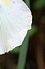 Iris 'Serenity Prayer', flowers