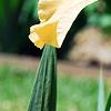Iris 'Sugar Snaps', flowers