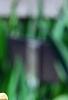 Iris 'Sugar Snaps', flowers