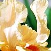 Iris 'Sugar Snaps', flowers