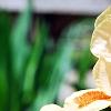 Iris 'Sugar Snaps', flowers