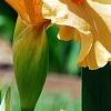 Iris 'Sugar Snaps', flowers