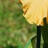 Iris 'Sugar Snaps', flowers
