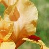 Iris 'Sugar Snaps', flowers
