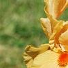 Iris 'Sugar Snaps', flowers