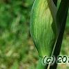 Iris 'Sugar Snaps', flowers