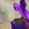 Iris typhifolia, flowers