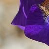 Iris typhifolia, flowers