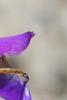 Iris typhifolia, flowers
