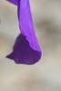 Iris typhifolia, flowers