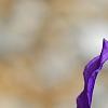 Iris typhifolia, flowers