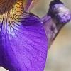 Iris typhifolia, flowers