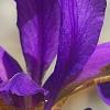 Iris typhifolia, flowers