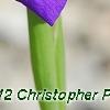 Iris typhifolia, flowers
