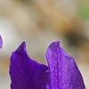 Iris typhifolia, flowers