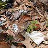 Sisyrinchium angustifolium, habit