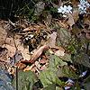 Sisyrinchium angustifolium, habit