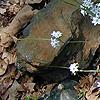 Sisyrinchium angustifolium, habit