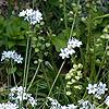 Sisyrinchium angustifolium, habit