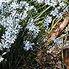 Sisyrinchium angustifolium, habit