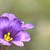 Sisyrinchium angustifolium 'Lucerne', flowers