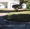 Carya illinoinensis, habit