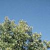 Carya illinoinensis, habit