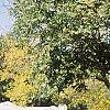 Carya illinoinensis, habit