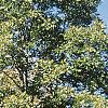 Carya illinoinensis, habit