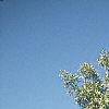 Carya illinoinensis, habit