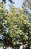 Carya illinoinensis, habit