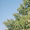 Carya illinoinensis, habit