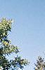 Carya illinoinensis, habit