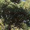 Carya illinoinensis, habit