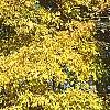 Carya laciniosa, fall color