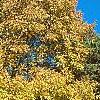 Carya laciniosa, fall color