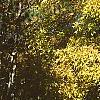 Carya laciniosa, fall color