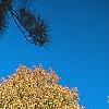Carya laciniosa, fall color