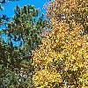 Carya laciniosa, fall color