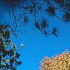 Carya laciniosa, fall color