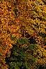 Carya ovata, fall color