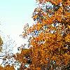 Carya ovata, fall color