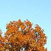 Carya ovata, fall color