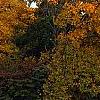 Carya ovata, fall color