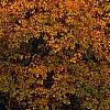 Carya ovata, fall color