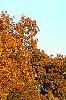 Carya ovata, fall color