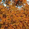 Carya ovata, fall color